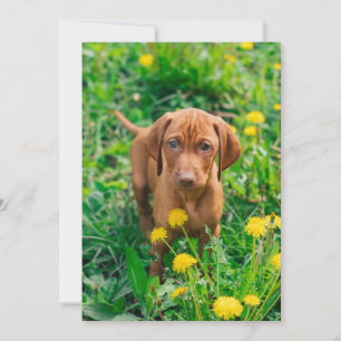 Tarjeta De Agradecimiento Animales de bebé más afectados   Tubería de punter