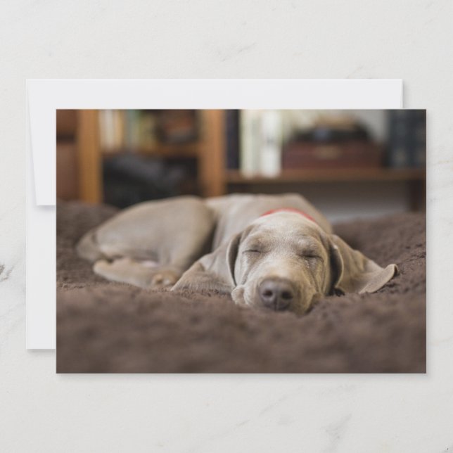Tarjeta De Agradecimiento Animales de bebé más afectados | Weimaraner Puppy  (Anverso)