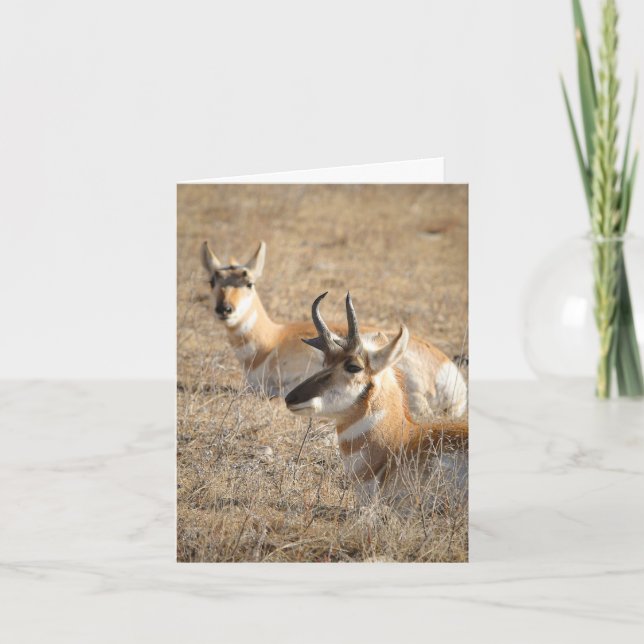Tarjeta de agradecimiento Antelope Morning (Anverso)