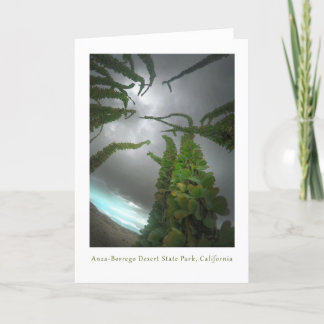 Tarjeta De Agradecimiento Anza-Borrego Desert Ocotillo