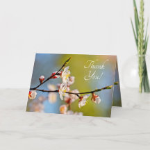 Apricot japonés admirable