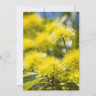 Tarjeta De Agradecimiento Árbol de Acacia Amarillo Brillante