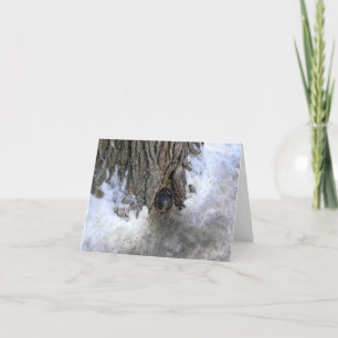 Tarjeta De Agradecimiento Árbol de canonbol, Ciudad Vieja de Quebec, Quebec,