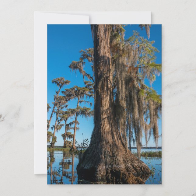 Tarjeta De Agradecimiento Árbol de cipreses en un pantano (Anverso)