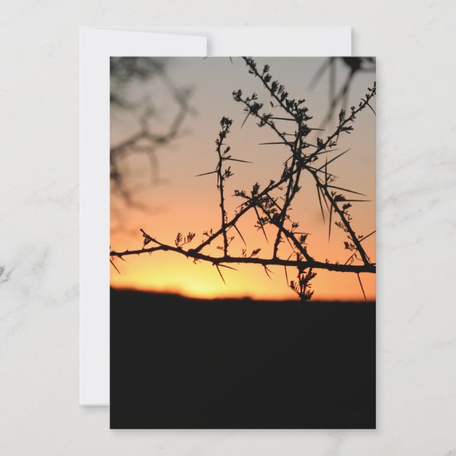 Tarjeta De Agradecimiento Atardecer africano con espinosa silueta de árbol d (Anverso)