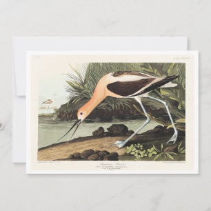 Tarjeta De Agradecimiento Avoceta americana de Aves de América,