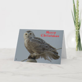 Tarjeta De Agradecimiento B38 Snowy Owl Christmas Card