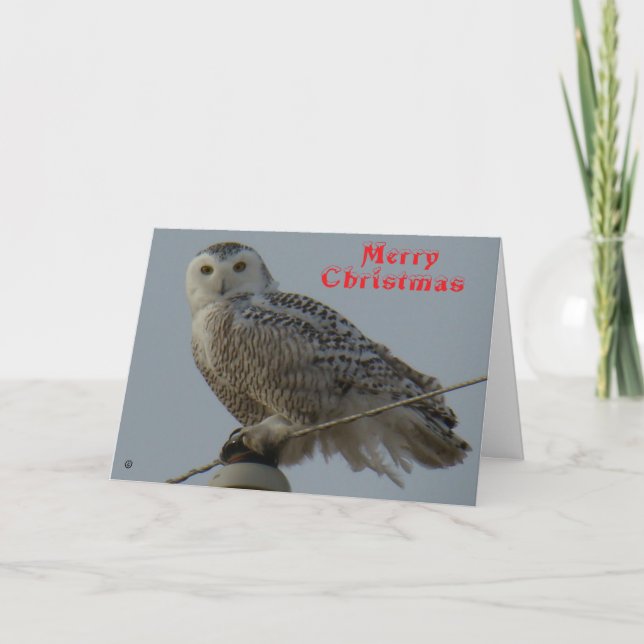 Tarjeta De Agradecimiento B38 Snowy Owl Christmas Card (Anverso)