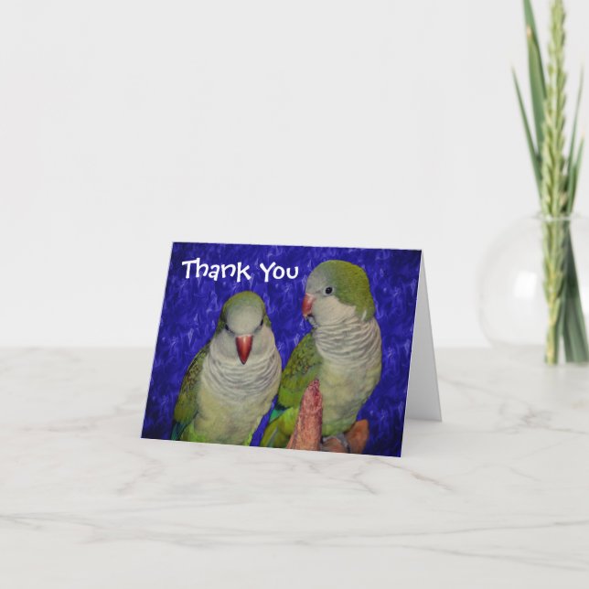 Tarjeta De Agradecimiento Baby Quaker Parrots Animal Gracias Card (Anverso)