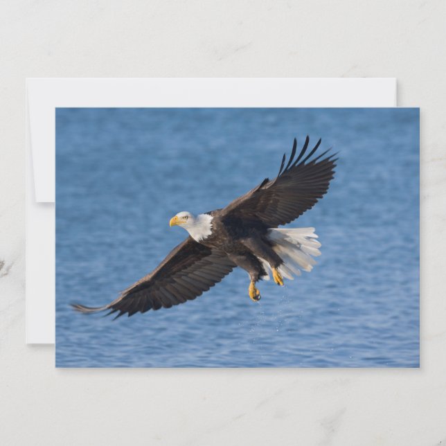 Tarjeta De Agradecimiento Bald eagle in flight (Anverso)