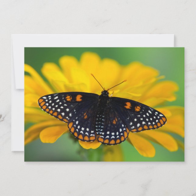 Tarjeta De Agradecimiento Baltimore Checkered Spot mariposa (Anverso)