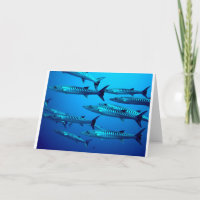 barracuda buceo mar profundo oleada tropical