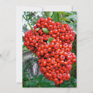 Tarjeta De Agradecimiento Bayas rojas de Pyracantha