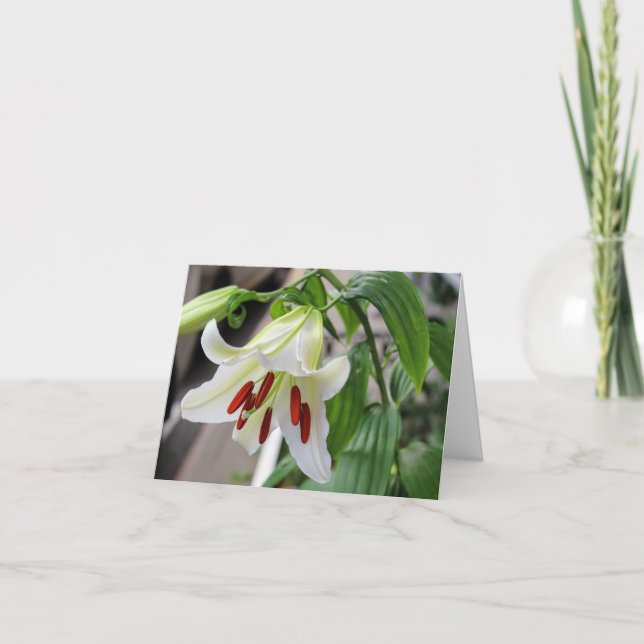 TARJETA DE AGRADECIMIENTO BELLA LILIA BLANCA (Anverso)