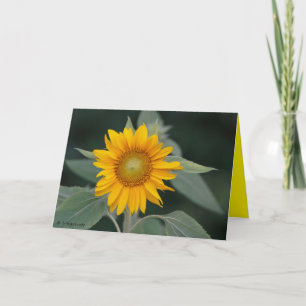 Tarjeta De Agradecimiento Belleza de girasol