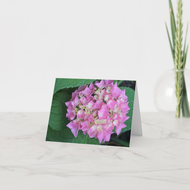 Tarjeta De Agradecimiento Bigleaf Hydrangea (Anverso)