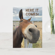 Birday Smile Funny Mule Animal Card Real Ears