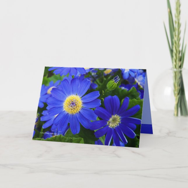 Tarjeta De Agradecimiento Blu Daisy (Anverso)