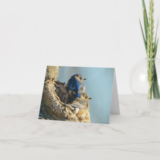 Tarjeta De Agradecimiento Bluebirds mimosos (Anverso)