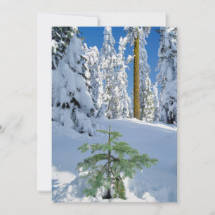 Tarjeta De Agradecimiento Bosque Cubierto de Nieve en Oregon
