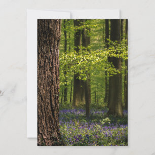 Tarjeta De Agradecimiento Bosques Bluebells en Bélgica