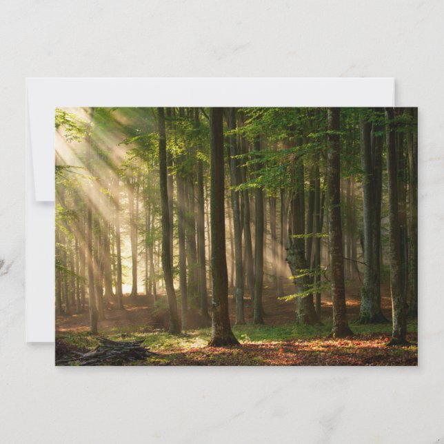 Tarjeta De Agradecimiento Bosques | Bosque otoñal (Anverso)