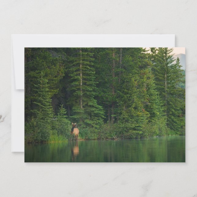 Tarjeta De Agradecimiento Bosques | Elk en el Parque Nacional Banff Alberta (Anverso)