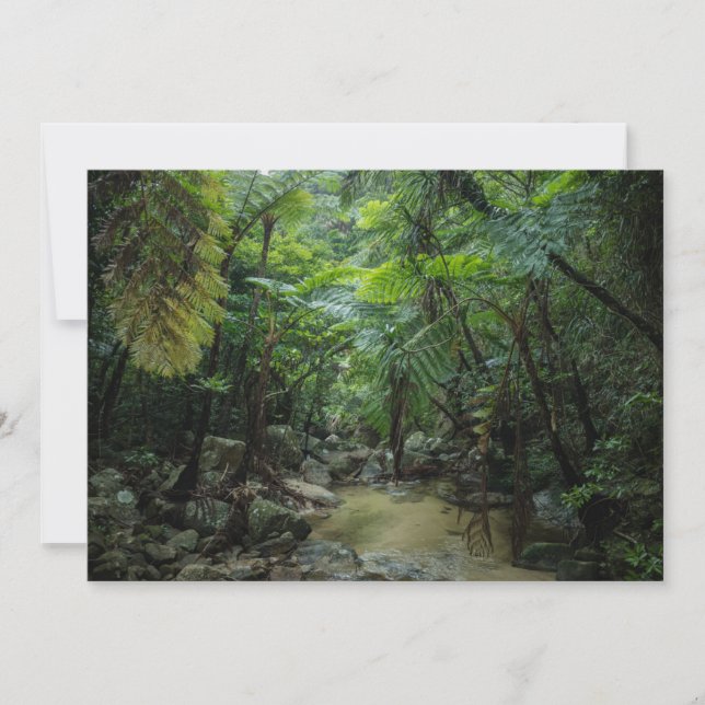 Tarjeta De Agradecimiento Bosques | Parque nacional Iriomote Ishigaki (Anverso)