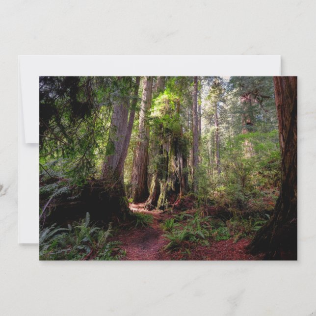 Tarjeta De Agradecimiento Bosques | Redwood Forest California (Anverso)