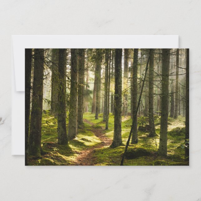 Tarjeta De Agradecimiento Bosques | Selva boreal Suecia (Anverso)