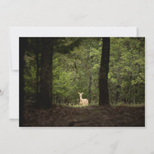 Tarjeta De Agradecimiento Bosques Un ciervo blanco en el bosque