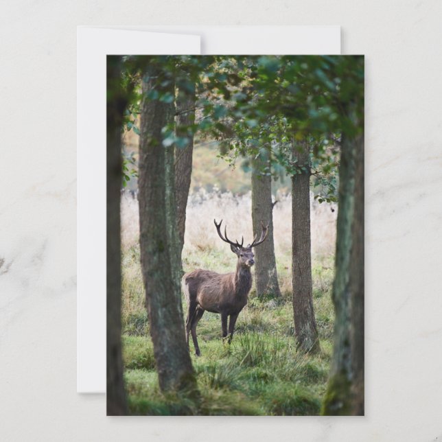 Tarjeta De Agradecimiento Bosques | Woodlands & Red Deer (Anverso)