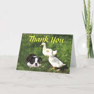 Tarjeta De Agradecimiento Boston Terrier Puppy Gracias Ducks