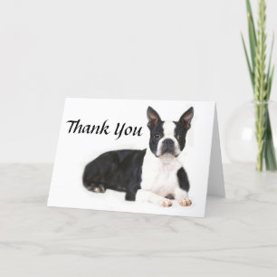 Tarjeta De Agradecimiento Boston Terrier Thank You Card