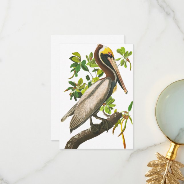 Tarjeta De Agradecimiento Brown Pelican de John James Audubon (Anverso/Reverso In Situ)