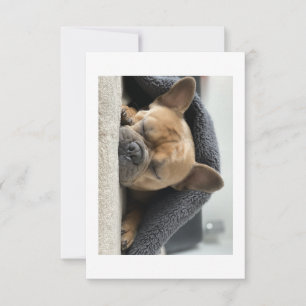 Tarjeta De Agradecimiento bulldog francés debajo de la manta