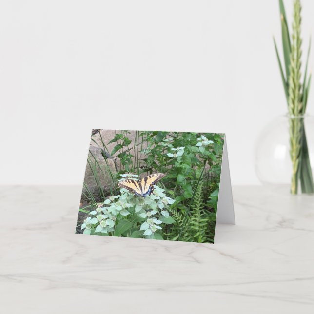 Tarjeta De Agradecimiento Butterfly on Pycnanthemum (Mountain Mint) card (Anverso)