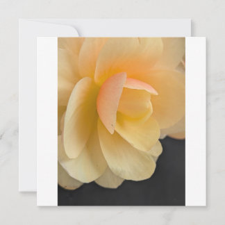 Tarjeta De Agradecimiento Buttery Begonia Note Card