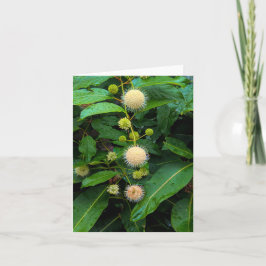 Tarjeta De Agradecimiento Buttonbush @ Stenton House Museum & Garden