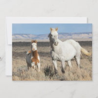 Caballos salvajes en casa en la cuenca de Sandwash