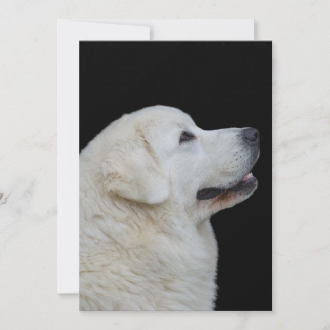 Tarjeta De Agradecimiento Cabeza de Stunning Poland Tatra Sheepdog con tarje (Anverso)