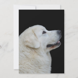 Tarjeta De Agradecimiento Cabeza de Stunning Poland Tatra Sheepdog con tarje