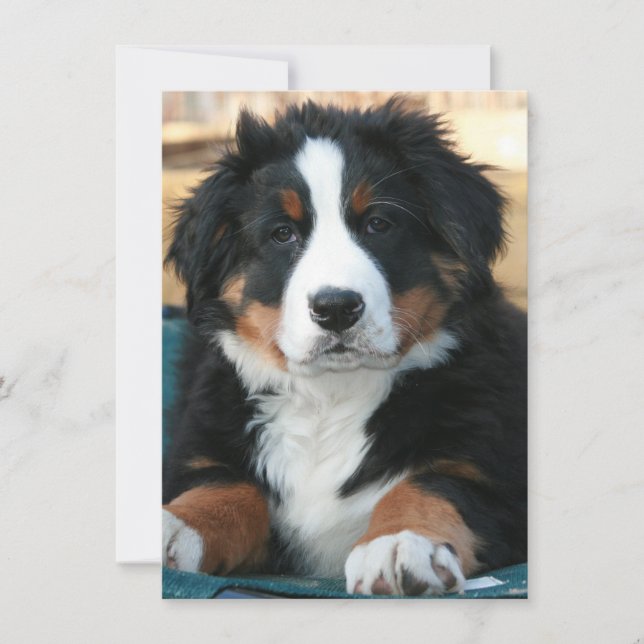 Tarjeta De Agradecimiento cachorro de perro de montaña bernés (Anverso)