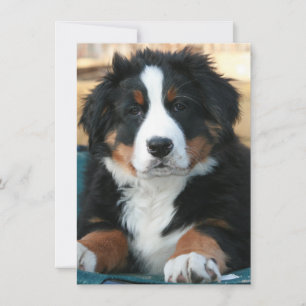 Tarjeta De Agradecimiento cachorro de perro de montaña bernés