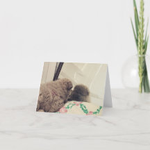 cachorro de vaca se ve a sí misma en el espejo