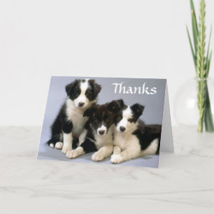 Tarjeta de agradecimiento Cachorros de Border Coll
