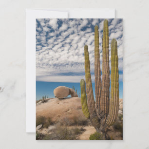 Tarjeta De Agradecimiento Cactus En Escenario Desértico