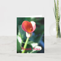 Cala Lilly, gracias