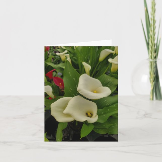 Tarjeta De Agradecimiento Calla Lily (Anverso)