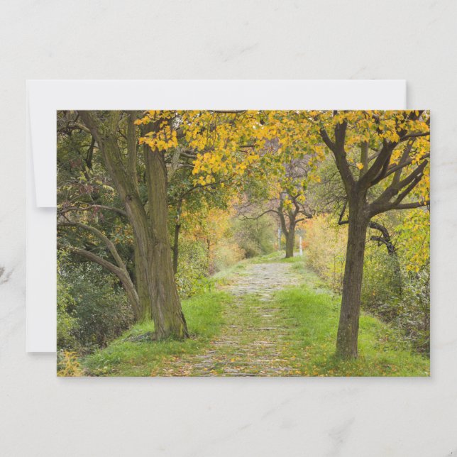 Tarjeta De Agradecimiento Camino arbolado en otoño (Anverso)